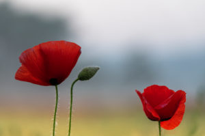 Poppy field in sunrise. Poppy field in sunrise.