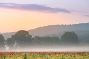 Sunrise with morning mist over a poppy field near Jena in Thuringia. Sunrise with morning mist over a poppy field near Jena in Thuringia.