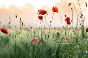 Poppy field in sunrise. Poppy field in sunrise.