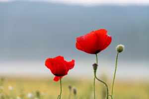 Poppy field in sunrise. Poppy field in sunrise.