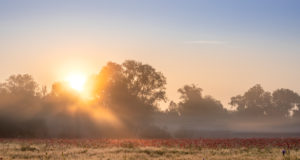 Sunrise with morning mist over a poppy field near Jena in Thuringia. Sunrise with morning mist over a poppy field near Jena in Thuringia.