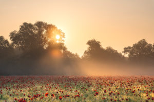 Sunrise with morning mist over a poppy field near Jena in Thuringia. Sunrise with morning mist over a poppy field near Jena in Thuringia.