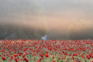Horse in the poppy field at sunrise. Horse in the poppy field at sunrise.