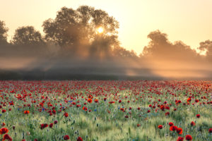 Sunrise with morning mist over a poppy field near Jena in Thuringia. Sunrise with morning mist over a poppy field near Jena in Thuringia.