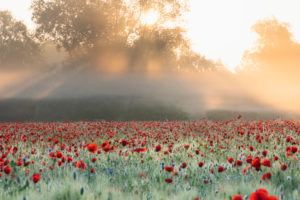 Sunrise with morning mist over a poppy field near Jena in Thuringia. Sunrise with morning mist over a poppy field near Jena in Thuringia.