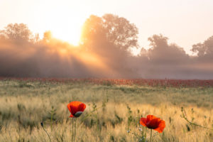 Sunrise with morning mist over a poppy field near Jena in Thuringia. Sunrise with morning mist over a poppy field near Jena in Thuringia.