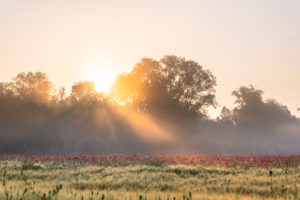 Sunrise with morning mist over a poppy field near Jena in Thuringia. Sunrise with morning mist over a poppy field near Jena in Thuringia.