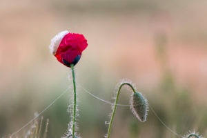 Poppy field in sunrise. Poppy field in sunrise.