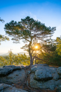 Pine in the Elbe Sandstone Mountains on the Pfaffenstein. Pine in the Elbe Sandstone Mountains on the Pfaffenstein.