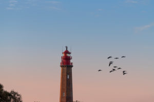Gänse neben dem Leuchtturm Flügge auf Fehmarn an der Ostsee. Gänse neben dem Leuchtturm Flügge auf Fehmarn an der Ostsee.