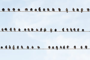 Stare on an overhead line. Stare on an overhead line.