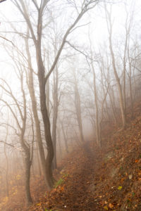 Foggy mood in the forest shortly after sunrise. Foggy mood in the forest shortly after sunrise.