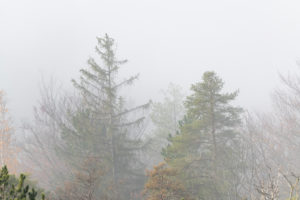 Foggy mood in the forest shortly after sunrise. Foggy mood in the forest shortly after sunrise.