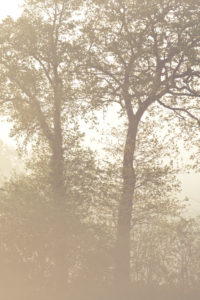 Tree silhouettes in morning mist, oak trees in spring Tree silhouettes in morning mist, oak trees in spring