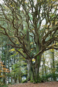 The old beech Hetre de Kervinihy is one of the remarkable trees in the Cotes d Armor department The old beech Hetre de Kervinihy is one of the remarkable trees in the Cotes d Armor department
