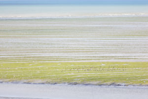 The bay of Saint Brieuc with green algae in summer. National nature reserve. Brittany, France The bay of Saint Brieuc with green algae in summer. National nature reserve. Brittany, France