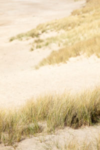 Dune landscape at Cap Frehel Brittany Dune landscape at Cap Frehel Brittany