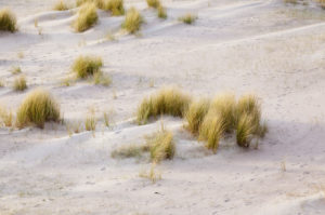 Dune landscape at Cap Frehel Brittany, France. Dune landscape at Cap Frehel Brittany, France.