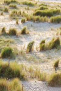 Dune landscape at Cap Frehel Brittany, France. Dune landscape at Cap Frehel Brittany, France.