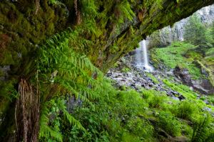 Ferns around the Grand Cascade in the French Central Massif near Mont Dore. On the steep slopes of the highest mountains (Puy Sancy) the water tumbles down. Auvergne, France Ferns around the Grand Cascade in the French Central Massif near Mont Dore. On the steep slopes of the highest mountains (Puy Sancy) the water tumbles down. Auvergne, France