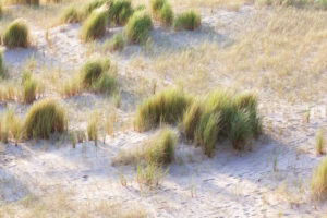 Dune landscape at Cap Frehel Brittany, France. Dune landscape at Cap Frehel Brittany, France.