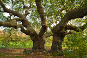 Two very old orientalis plane trees stand near a castle in a park in the village of Missillac. The two plane trees are listed as a natural monument. The recording time is the early morning on an autumn day. Two very old orientalis plane trees stand near a castle in a park in the village of Missillac. The two plane trees are listed as a natural monument. The recording time is the early morning on an autumn day.