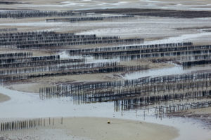 Mussel farming in Fresnaye Bay at Cap Frehel, France. Mussel farming in Fresnaye Bay at Cap Frehel, France.