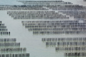Mussel farming in Fresnaye Bay at Cap Frehel, France. Mussel farming in Fresnaye Bay at Cap Frehel, France.