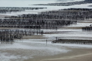 Mussel farming in Fresnaye Bay at Cap Frehel, France. Mussel farming in Fresnaye Bay at Cap Frehel, France.