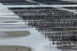 Mussel farming in Fresnaye Bay at Cap Frehel, France. Mussel farming in Fresnaye Bay at Cap Frehel, France.