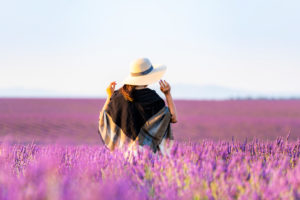 Lavender fields near Valensole in Southern France, Provence, France