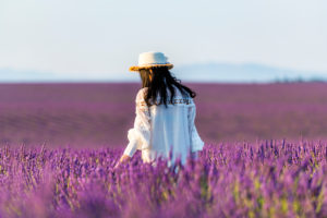 Lavender fields near Valensole in Southern France, Provence, France