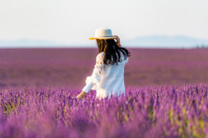 Lavender fields near Valensole in Southern France, Provence, France