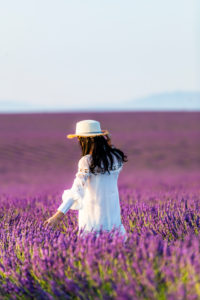 Lavender fields near Valensole in Southern France, Provence, France