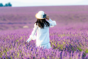 Lavender fields near Valensole in Southern France, Provence, France