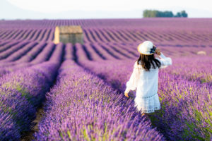 Lavender fields near Valensole in Southern France, Provence, France