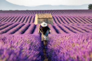 Lavender fields near Valensole in Southern France, Provence, France