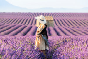 Lavender fields near Valensole in Southern France, Provence, France Lavender fields near Valensole in Southern France, Provence, France