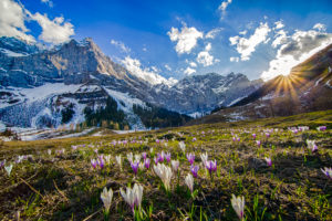 Crocus meadow in Eng (village) at sunset Crocus meadow in Eng (village) at sunset