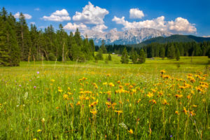 meadow of arnica meadow of arnica