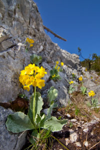 Alpenaurikel, Primula auricula, Alpenaurikel, Primula auricula,