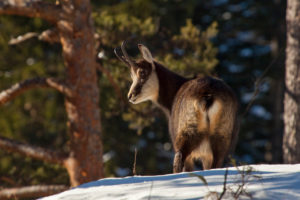 Chamois from behind Chamois from behind