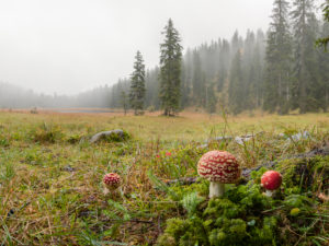 Fliegenpilze, Amanita muscaria, Wald, Nebel, Lichtung, Wildsee Fliegenpilze, Amanita muscaria, Wald, Nebel, Lichtung, Wildsee