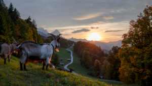 Abendrot am Wamberg, Ziegen betrachten den Sonnenuntergang, Deutschland, Bayern, Garmisch-Partenkirchen, Wamberg Abendrot am Wamberg, Ziegen betrachten den Sonnenuntergang, Deutschland, Bayern, Garmisch-Partenkirchen, Wamberg