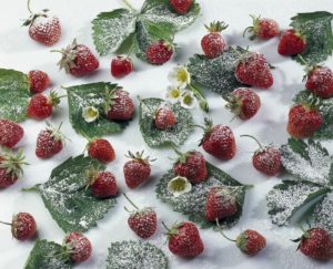 Strawberries, leaves, blossoms, icing sugar, Still life, fruits, fruit, fruit, berries, Fragaria, food, nutrition, healthy, vitamins, rich in vitamins, dusts