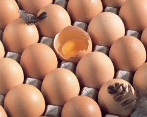 Egg carton, eggs, egg, smash, Still life, product photography, poultry eggs, hen's egg, poultry feathers, eggshell, brown, food