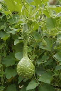 Pumpkin, bottle gourd, calabash, detail, 