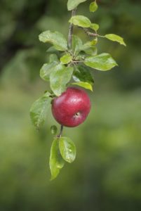 Apfelbaum, Zweig, Detail, Blätter, Apfel, rot, 


Pflanze, Obst, Obstbaum, Baum, Laubbaum, Kernobst, gesund, vitaminreich, reich, Frucht, Malus, nass, Tropfen, Feuchtigkeit, unschärfe, Herbst,