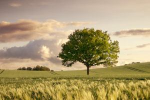 Einzelner, blühender Baum inmitten eines blühenden, hügeligen Kornfelds im Frühling. Abendstimmung, schönes Sonnenuntergangslicht. Abziehende Regenwolken Einzelner, blühender Baum inmitten eines blühenden, hügeligen Kornfelds im Frühling. Abendstimmung, schönes Sonnenuntergangslicht. Abziehende Regenwolken
