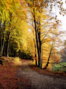Autumn beech forest in the Jasmund National Park on Rügen Autumn beech forest in the Jasmund National Park on Rügen
